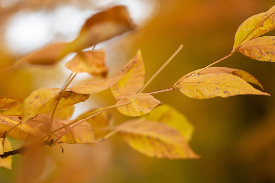 fall leaves.jpg
