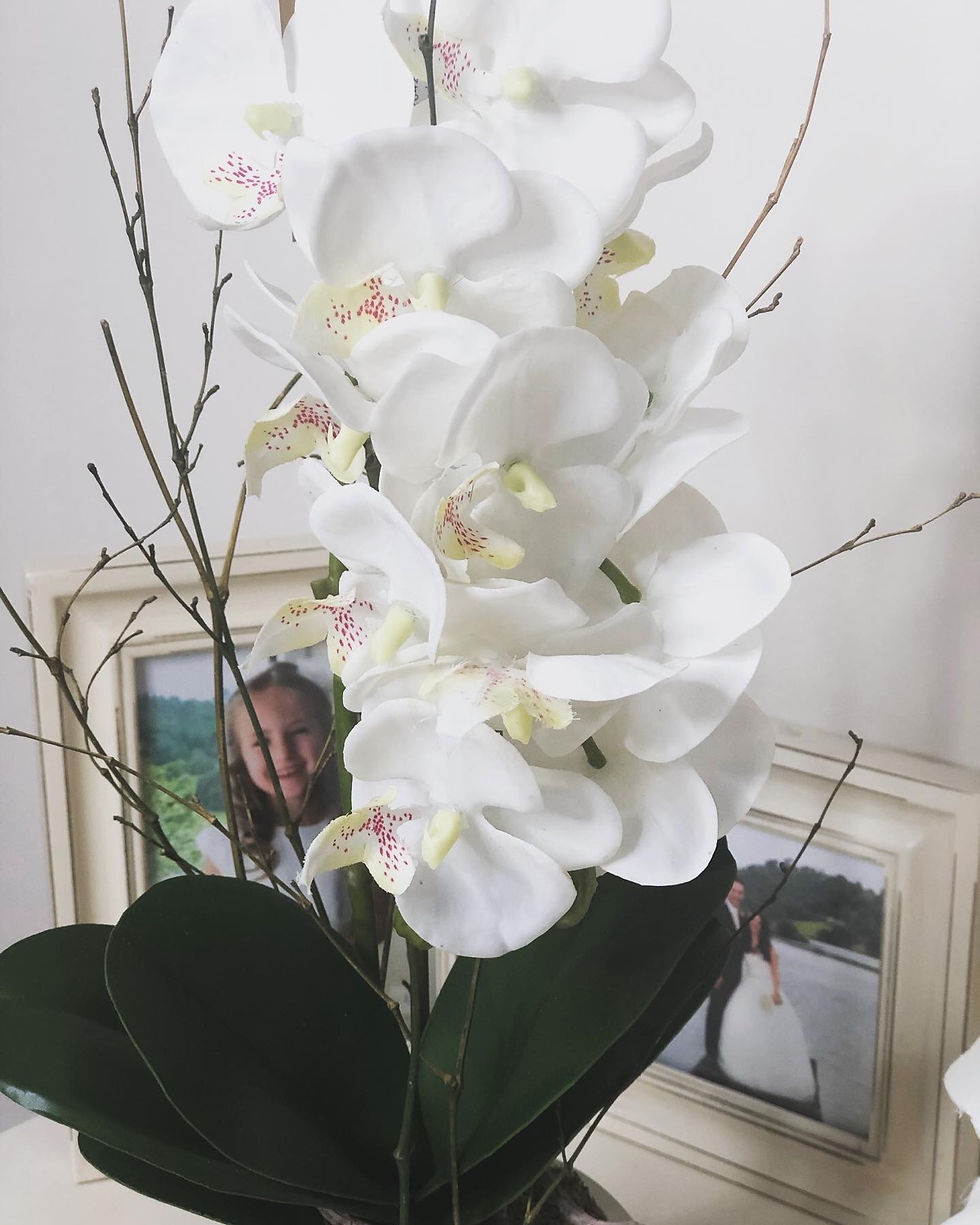 Thumbnail: Frosted Glass Potted  Orchid With Roots