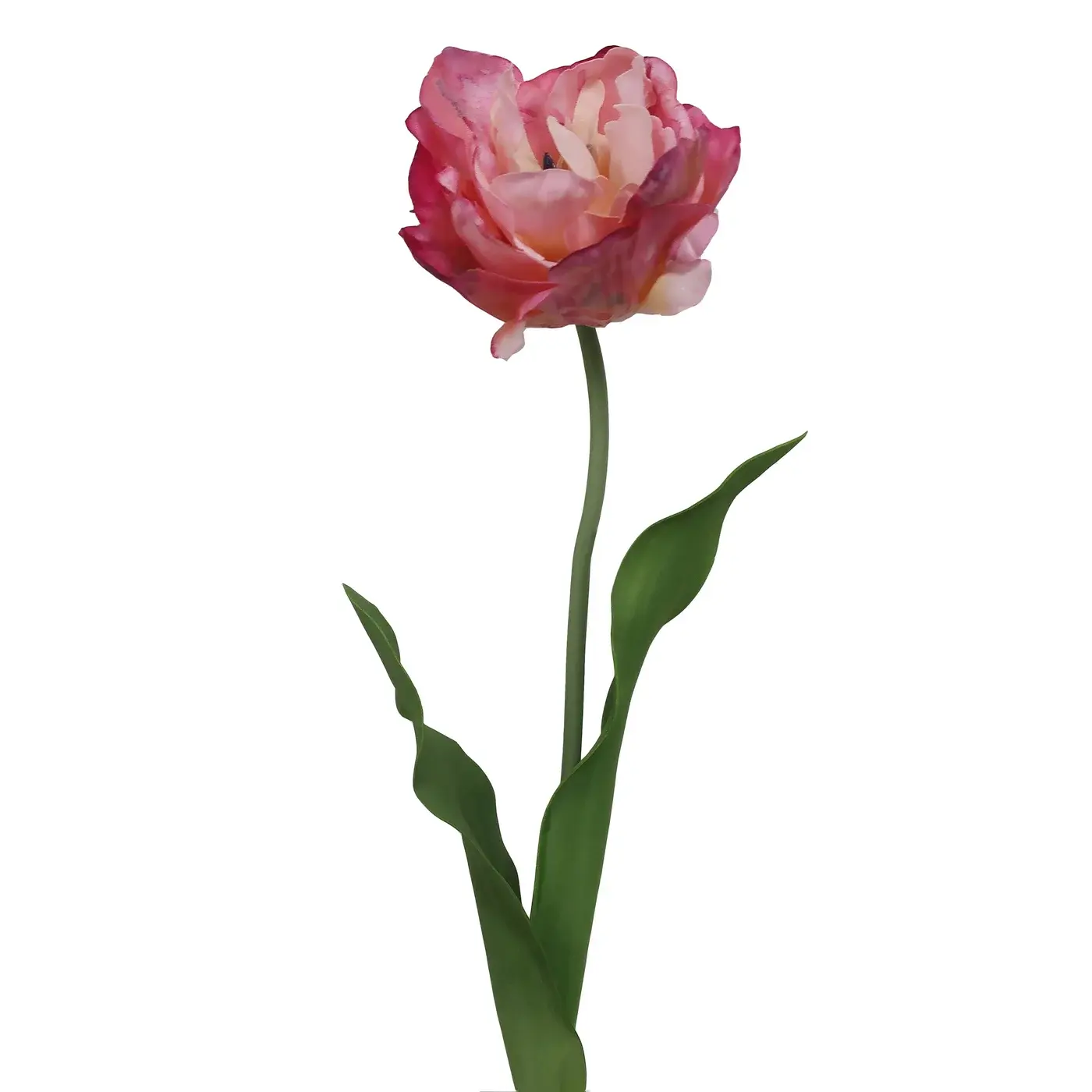 Tulip Water Color 25.5" Mauve