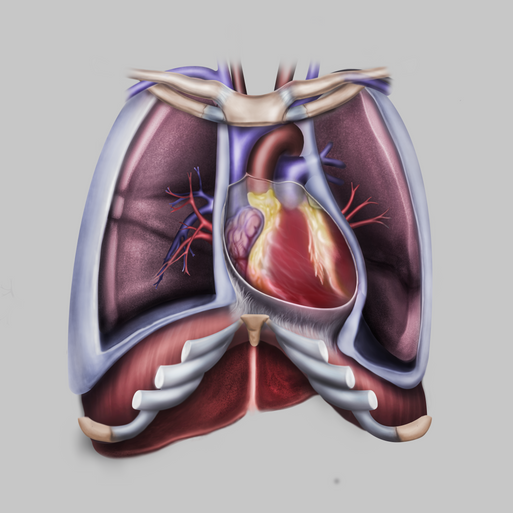 1-Thorax.png