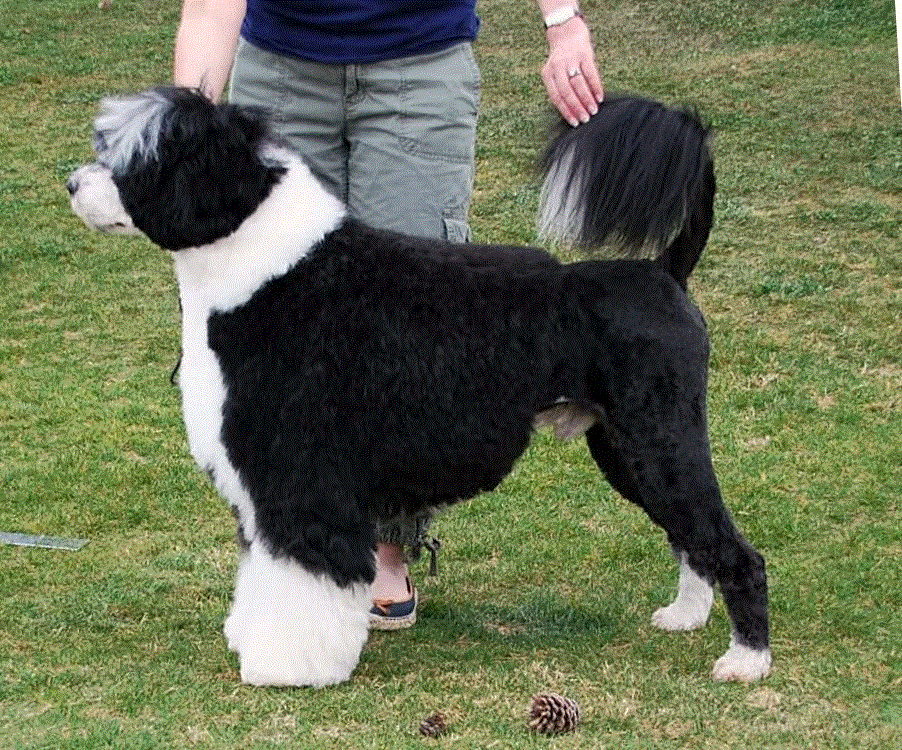 Bugsy March 2013