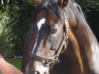 Walk In The Park Stallion