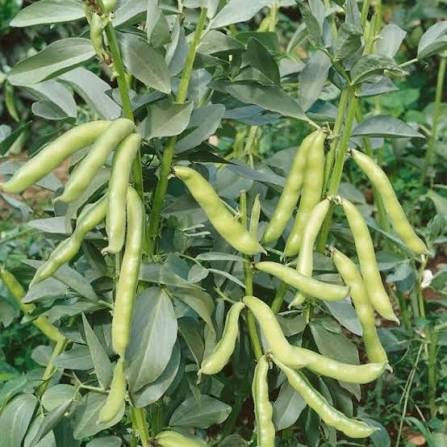 beans.jpg