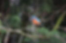 Kingfisher©2304Ltd.jpg