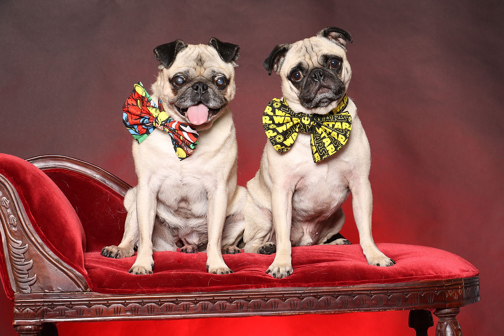 Jake & Dexter (2)
