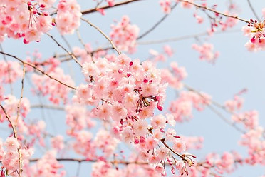cherry blossom.jpg