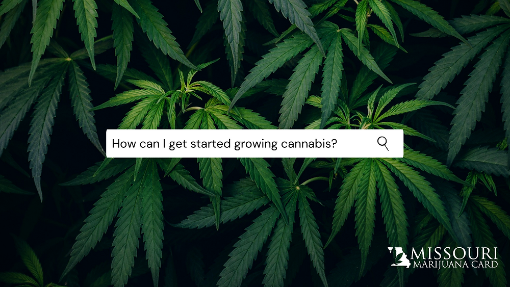 Medical marijuana how can I get started growing cannabis?