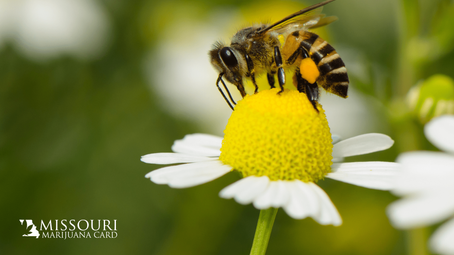 Can Cannabis Trees Save The Bees?