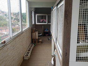 gatil-dinigre-melhor-gatil-rj-rio-de-janeiro-persa.jpeg