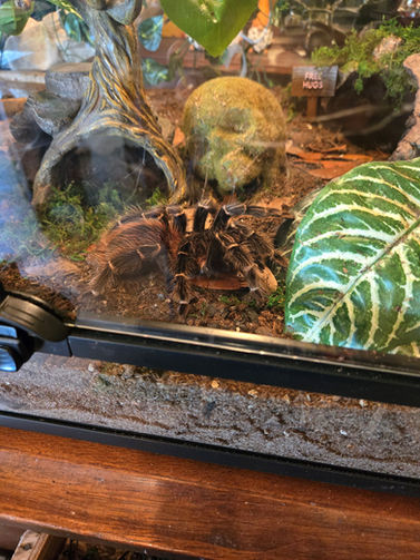 Hunting in my own backyard: How I spent my Indie Bookstore Day.