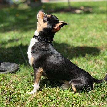 Ch. A & A's This is my Design " Will