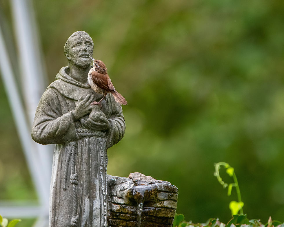 INTENZIONE DI PREGHIERA MENSILE  PER LA NOSTRA RELAZIONE CON TUTTO IL CREATO.