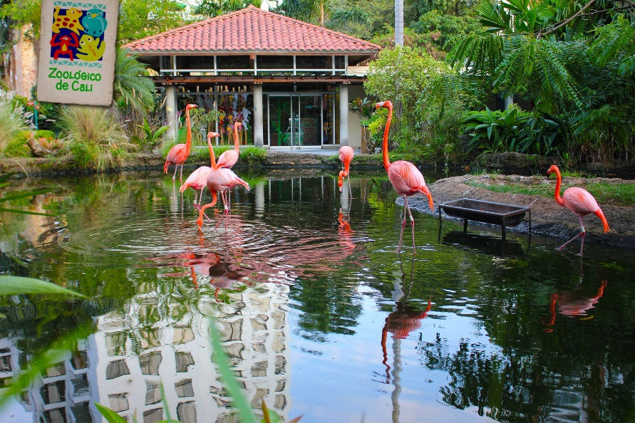 Miniatura: TOUR SUR DE COLOMBIA- LAJAS-TULCAN-CALI