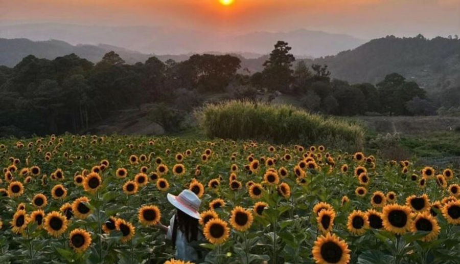 campo-de-girasoles-santa-lucia-1-750x430.jpg