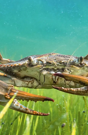 "SUPER SIZE" LIVE TEXAS GULF BLUE CRABS 6.75"+ point to point