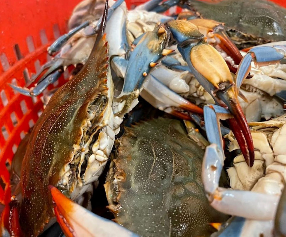 Thumbnail: "FEMALE MIXED" LIVE TEXAS GULF BLUE CRABS 5"+ point to point