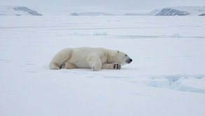 Polar bear exhausted