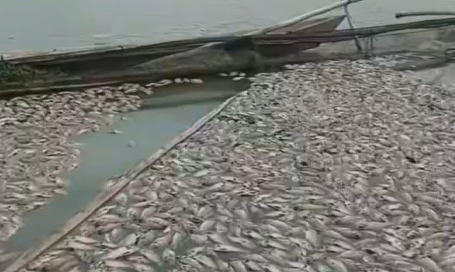Fish kill Haslag