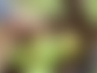 Las manzanas de San Joaquín