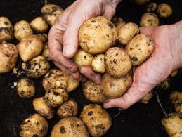 THE INCREDIBLE, EDIBLE POTATO