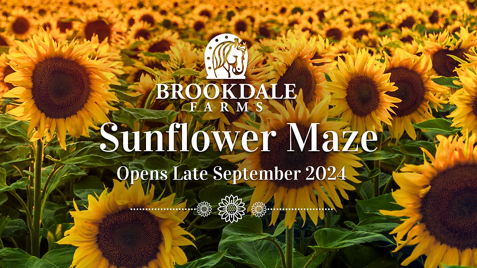 Sunflower Maze | Photography Pass 2024