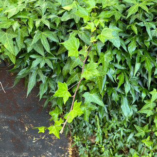 Common Ivy