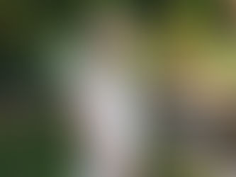 Happy 25th Anniversary - Dallas Arboretum and Botanical Gardens