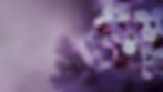 Lilacs.jpg