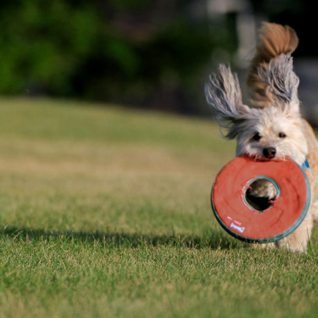 Embrace This Doglike Approach to Fitness for More Joy and Less Judgment