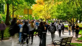 Crowd of students walking on a tree-lined path on Northeastern's campus, surrounded by vibrant green and yellow foliage. A bustling scene.