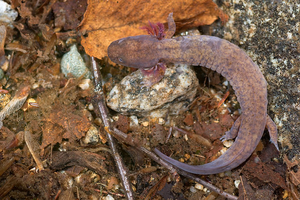 larval spring-Edit.jpg