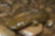 hellbender-Edit-Edit.jpg