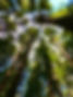 IMG_2976 2.jpeg