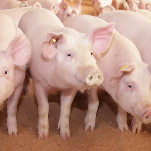 swine-2_edited.jpg