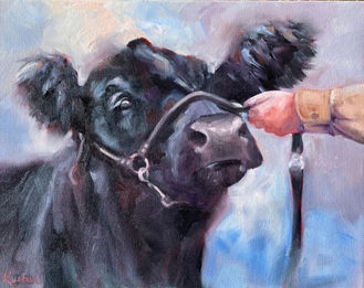 Painting of black show heifer