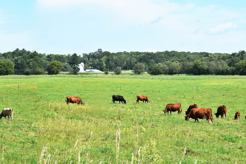 grazing-photo.jpg