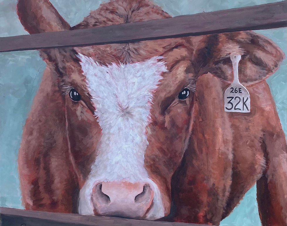 Cow painting by Kristin Kueber Artist, Ranch and Farm Artist