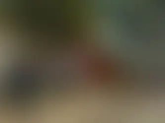 Papua New Guinea's population surpasses 10 million, census data reveals