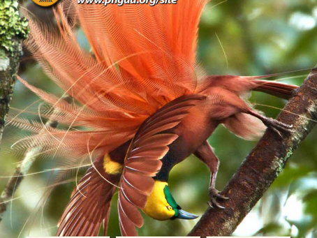 PNGAA Una Voce Journal - March 2019
