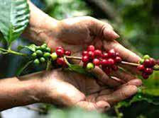 Goroka Coffee at Melbourne International Coffee Expo