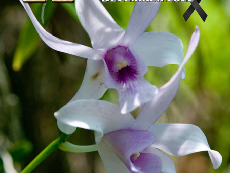 PNG Kundu Journal - December 2022