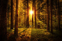 Beautiful Natural Forest Dawn Background.jpg