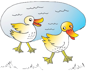 ducks22.gif