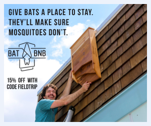 Bat BnB Ad.png
