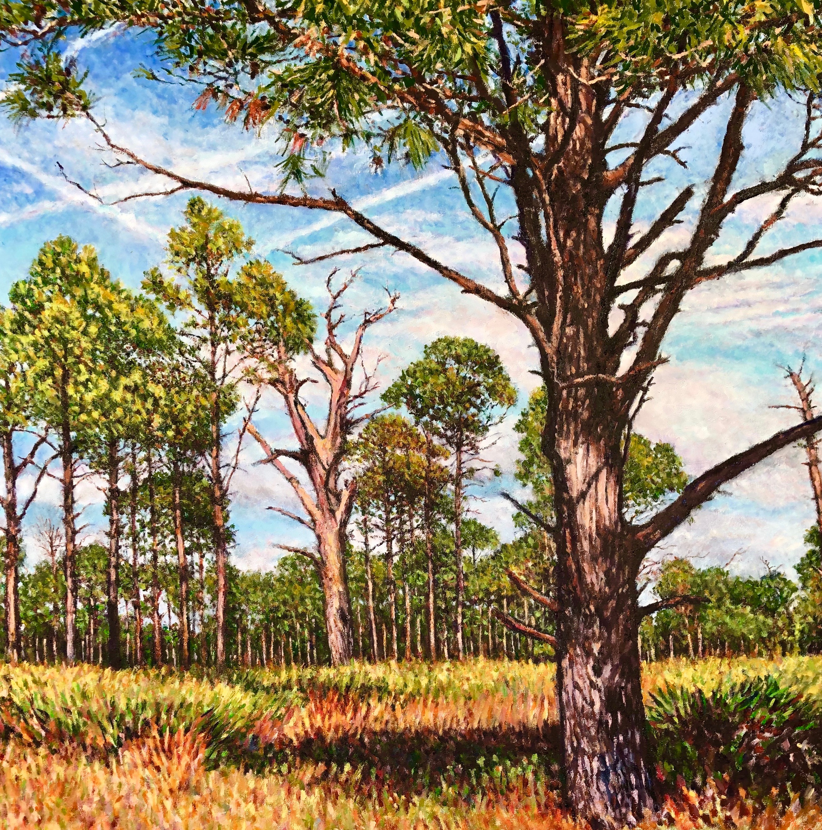 Florida Pines