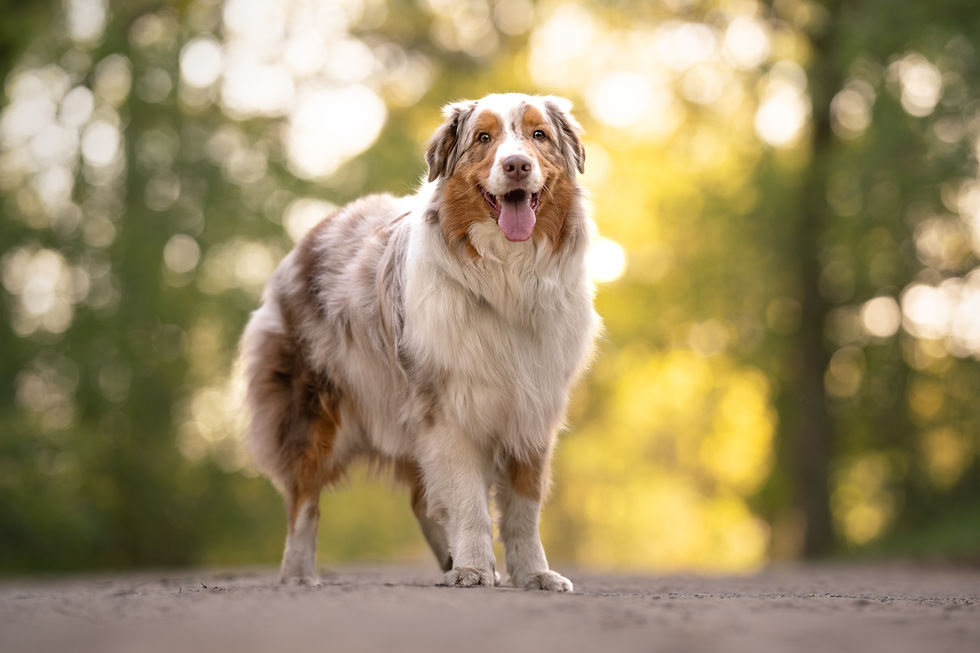 Staande hond