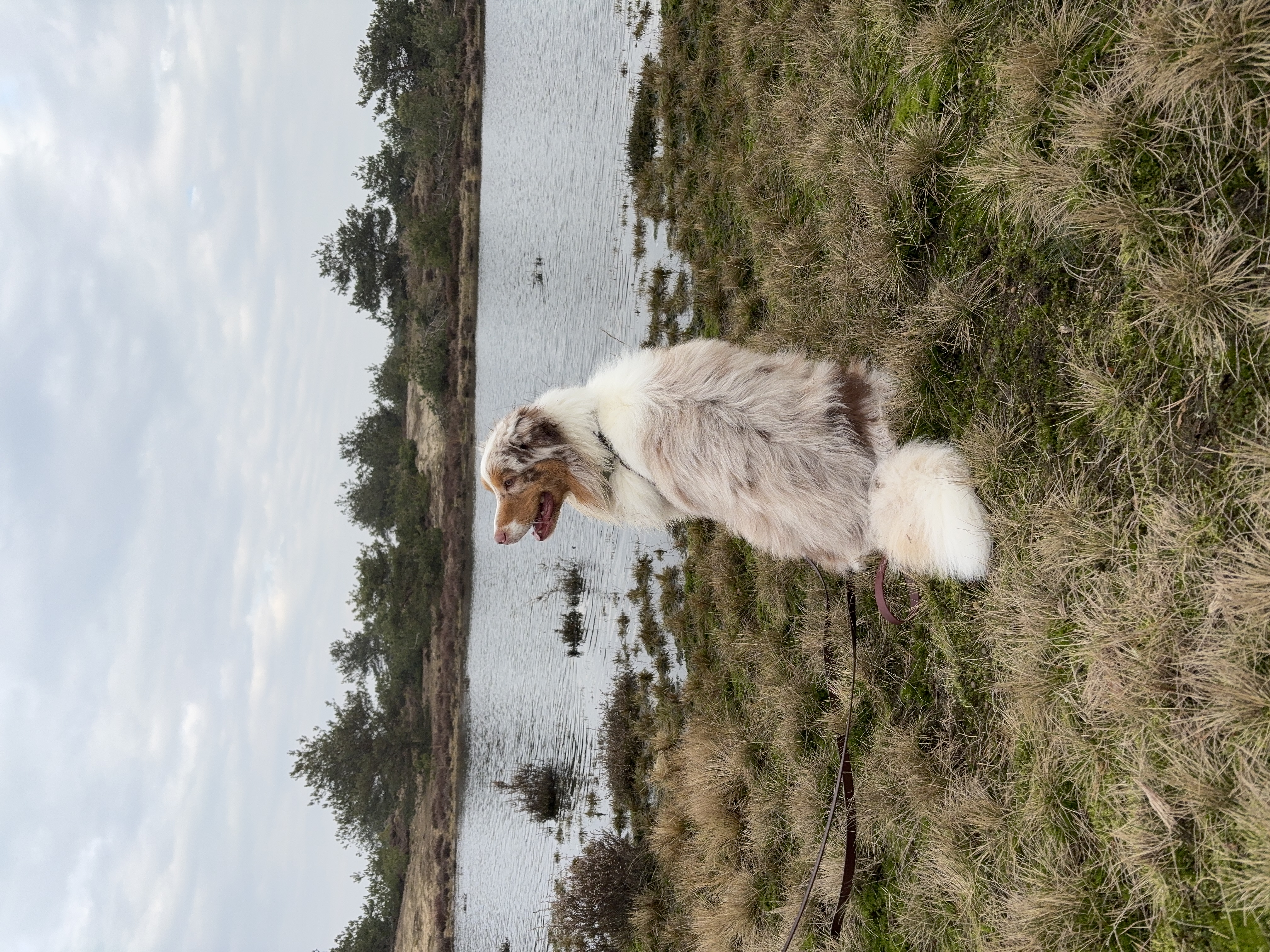Hond bij meer