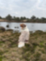 Hond bij meer