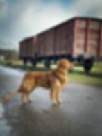 Golden retriever bij spoor