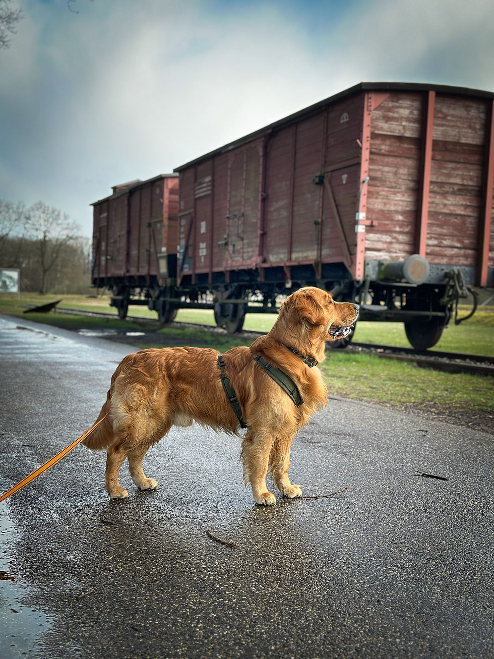 Golden retriever bij spoor